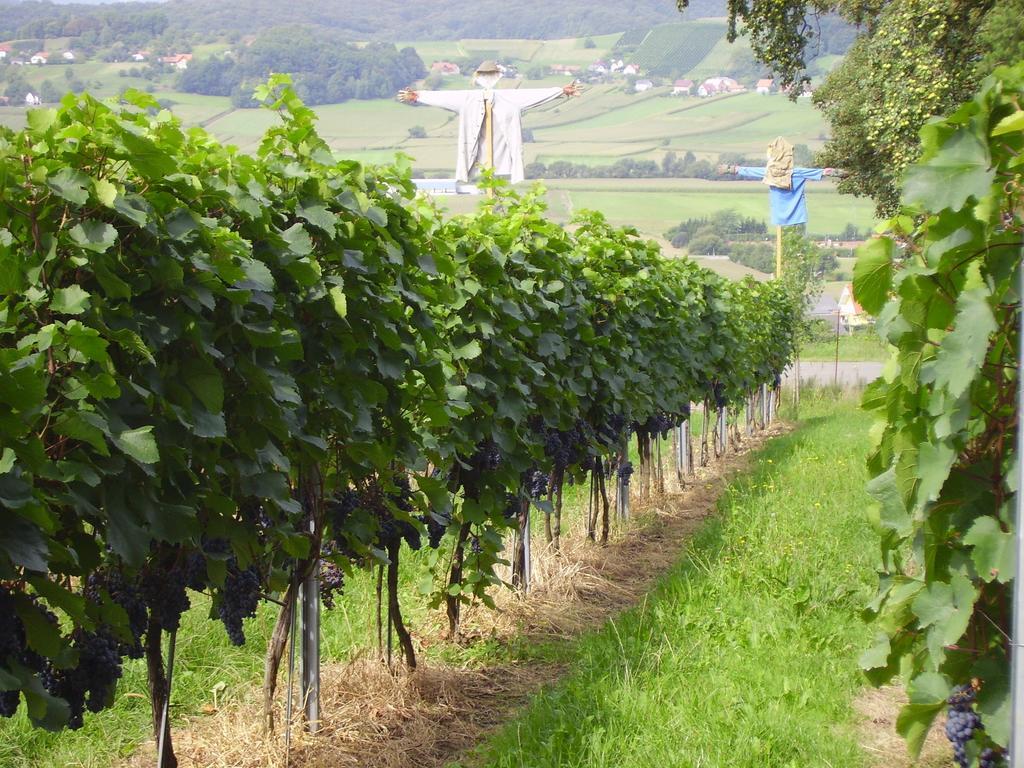 Appartement Weingut Schoberhof Bad Gleichenberg Room photo