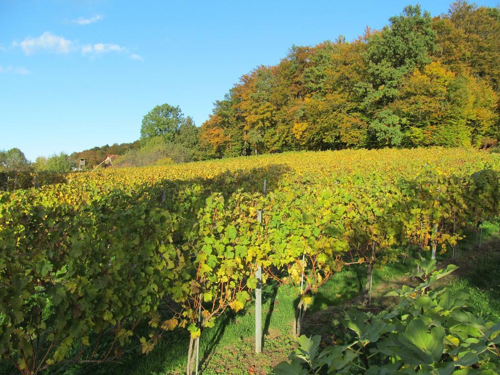 Appartement Weingut Schoberhof Bad Gleichenberg Room photo